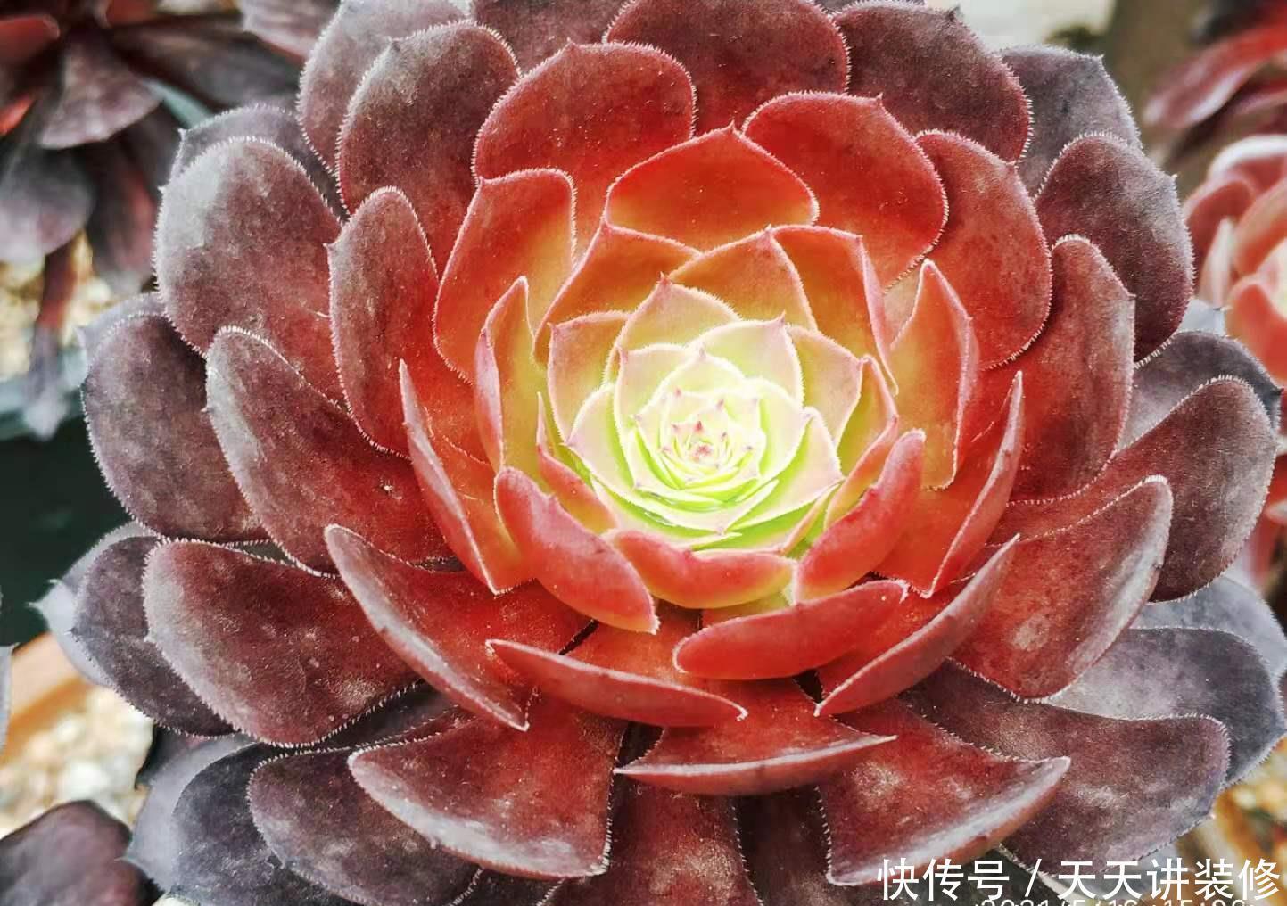 茎秆|多肉底部的枯叶该摘掉吗?当然要摘,但有些品种的枯叶不能全摘