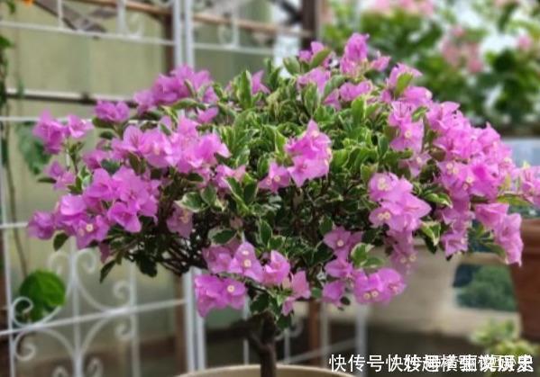 45种三角梅品种,红、橙、黄、绿、白、紫,每一种都很好看!