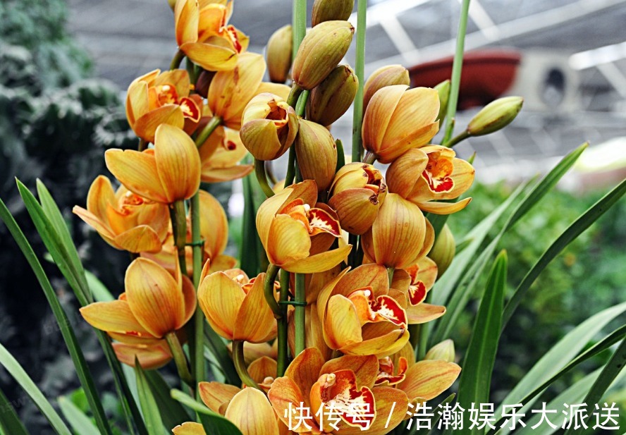 典雅|此花寓意是高贵雍容,给人一种优美典雅的气质,象征着丰盛祥和