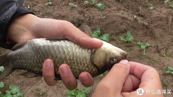 白条鱼|立秋后外出钓鱼,这4点要及时调整,渔获翻倍并不难