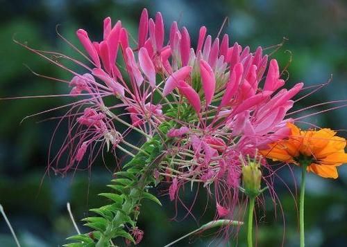 4种花超优秀的,四季都开花,花朵漂亮,养护简单