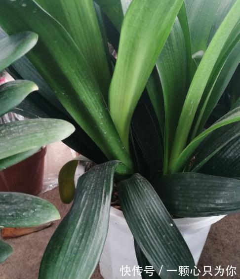 为什么君子兰长势弱，不开花，不仅仅是缺肥那么简单