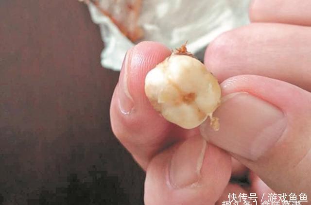 带鱼里吃出一节骨头,像牙齿一样,摸起来硬硬的,你知道原因吗?