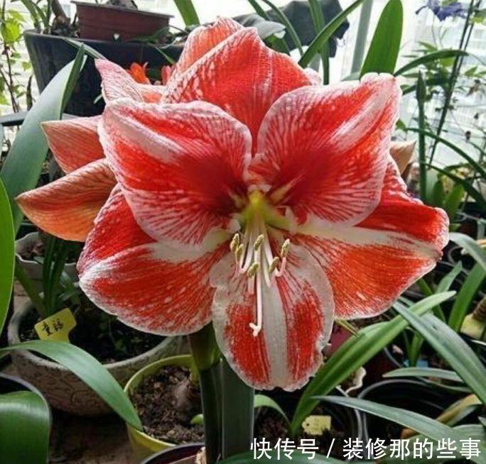 4种花好养易活能爆盆,给点水就开花,养成一片花海