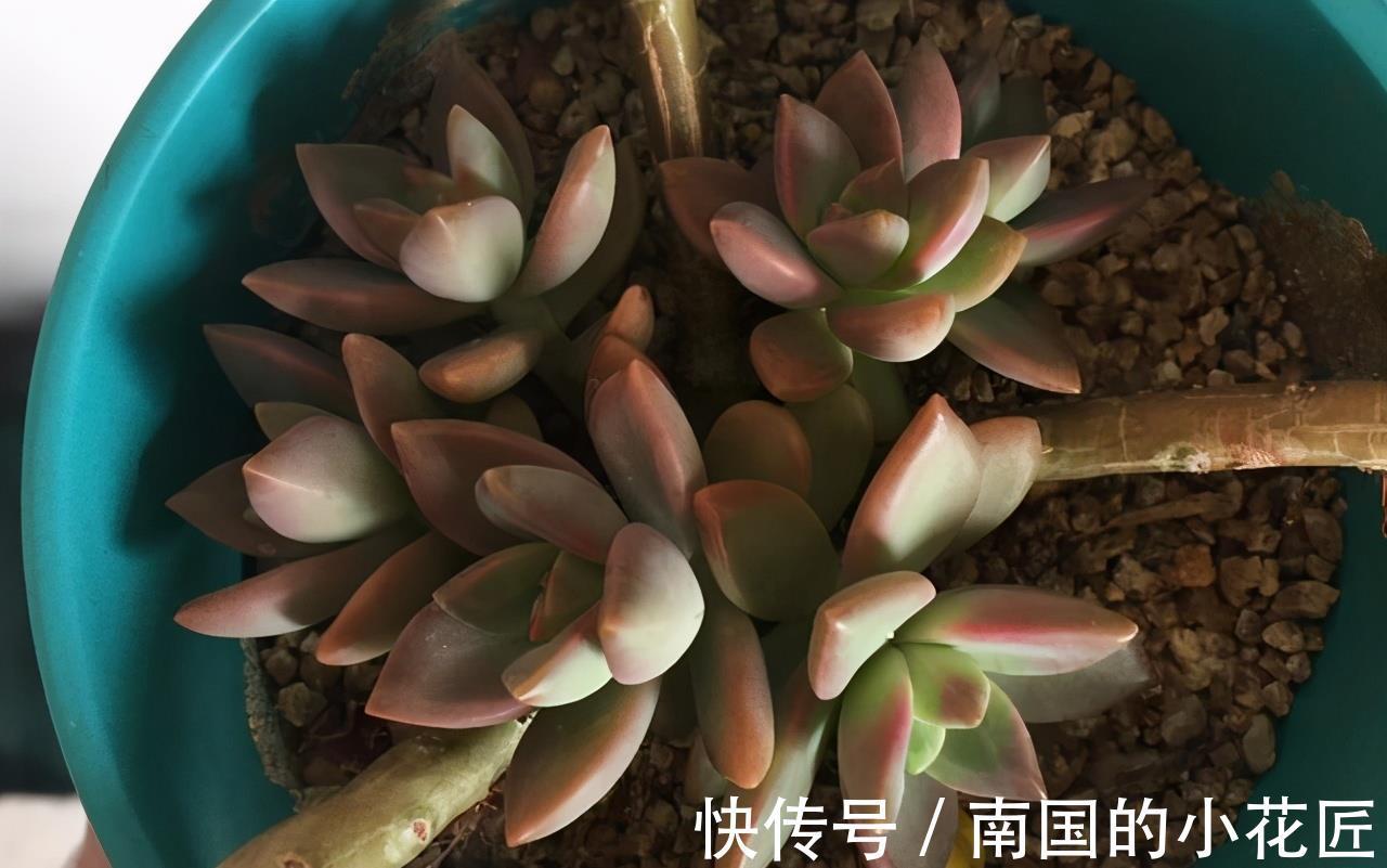 紫乐|4种多肉徒点没关系,很适合养成悬崖桩