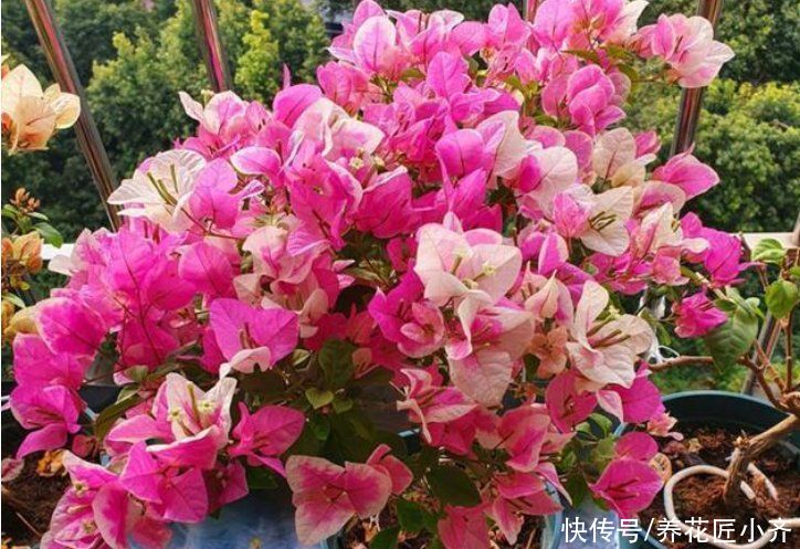 三角梅|如果三角梅变成光杆，4个原因会引起落叶，遇到用点技巧就能恢复
