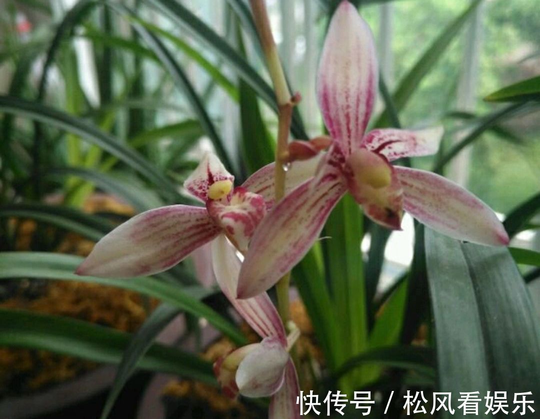 养兰花要注意秋老虎,一不小心根部就发黑,发黑原因和解决方法