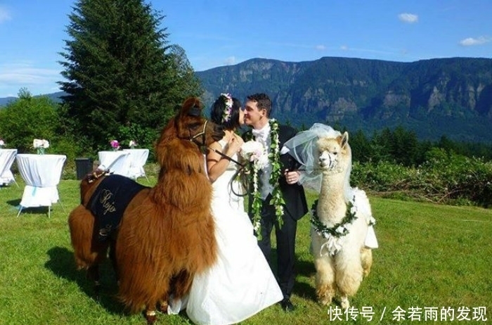 趣图:婚礼的时候一般会邀请什么人?嗯,草泥马伴娘没见过吧?