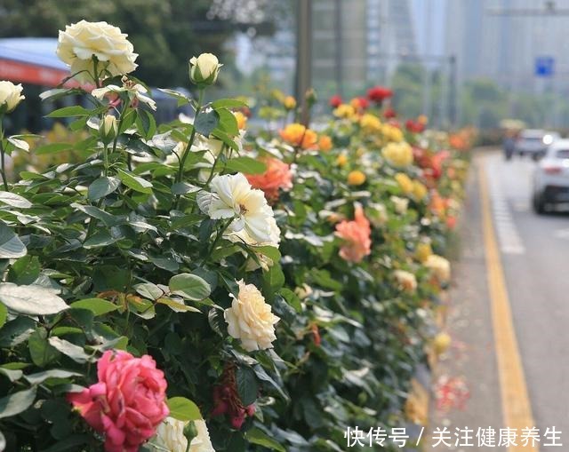 谁说月光族就不配养花这20种月季花月薪3000也能养!