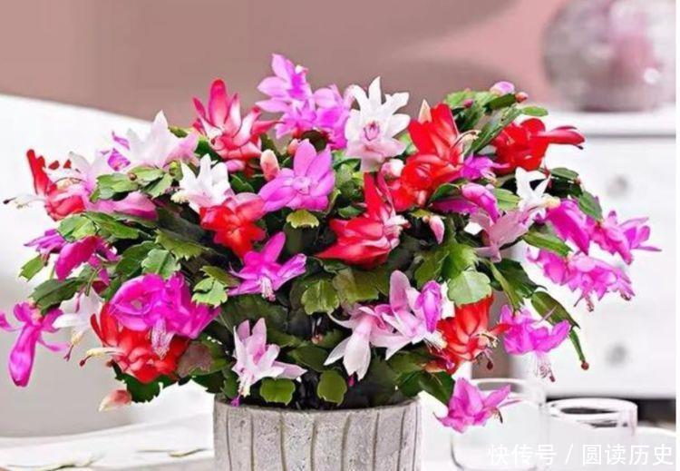 4种花现在入手刚刚好,沾土就活,轻松开爆盆,四季有花赏