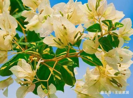 春天养这几款花，全年花开不断，开花色泽鲜艳，花香四溢，超美