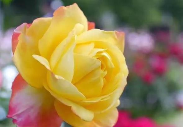 喜欢菊花,不如养盆“精品玫瑰”莫里斯,好养好看,美丽怡人