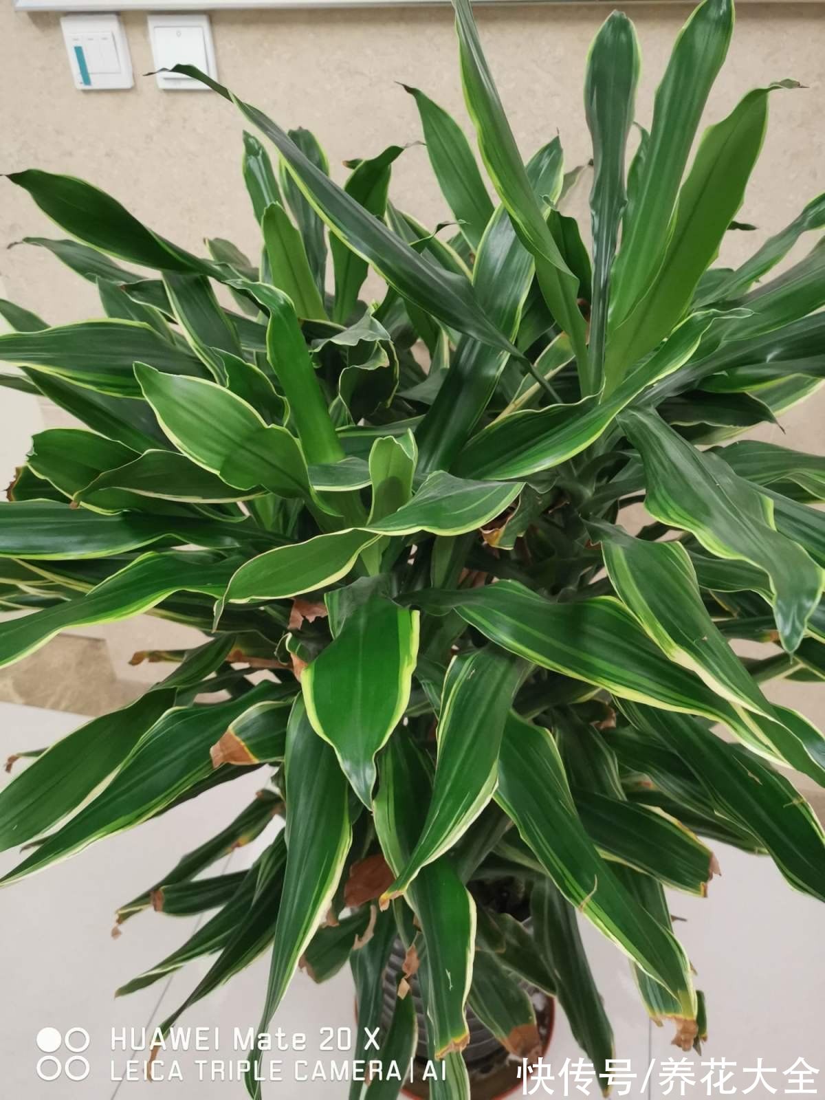 虫子|厨房里养盆花，净化空气效果好，还能赶虫子