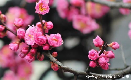 盆景|4种花,养成盆景高贵典雅,谁见了都夸美,值得拥有!
