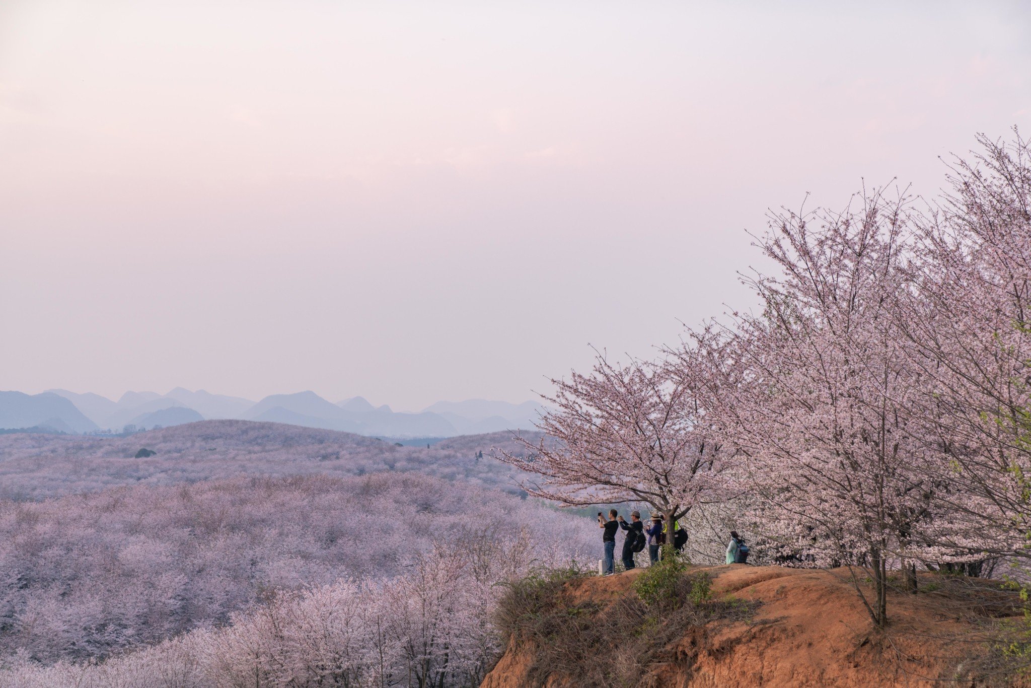 平坝樱花海，惊艳又浪漫