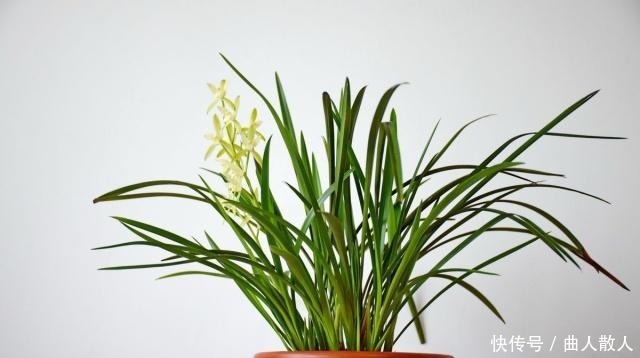 将这些东西垫到盆底下面,让植物越长越旺!将这些东西垫到盆底下面,让植物越长越旺!