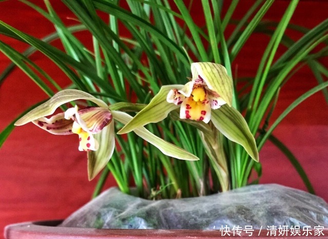 兰花凋谢后,早做3件事,新芽还比老苗多