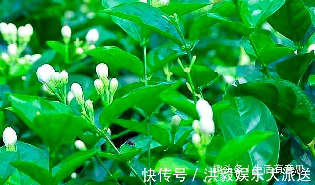 施肥|茉莉花别乱施肥，用2个“小妙招”，轻松开爆盆，别说没告诉你