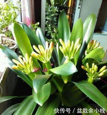 水溶液|君子兰疯长,冒出5根花箭,是2种肥的功劳,养啥都旺