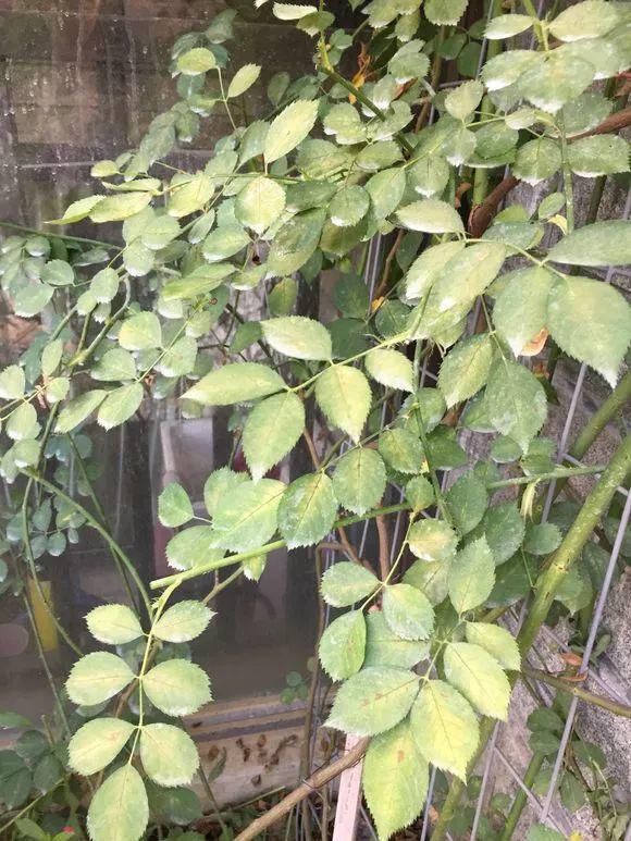 11月给花浇点自制“杀虫杀菌水”,虫子死光光,花草好过冬