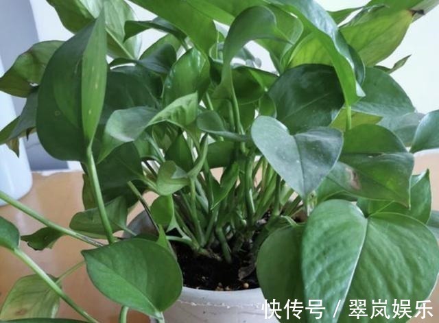 植株|给绿萝、长寿花浇水，多做“1件事”，植株1个月旺盛，容易爆盆！