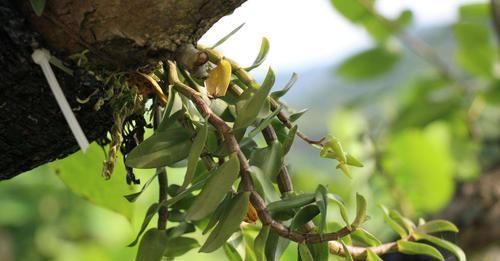 桃胶|它被称为天然的“胰岛素”,每天坚持吃,让你血糖稳定更健康