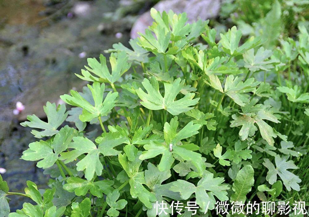 美味佳肴|6种常见野菜,比青菜好吃营养,解腻养人,你吃过几种?不要错过