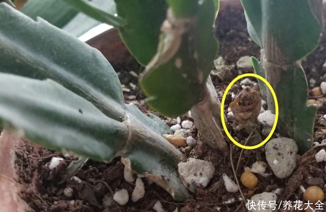 3月是给花剃头的好时机，现在狠心剪，下月就开花