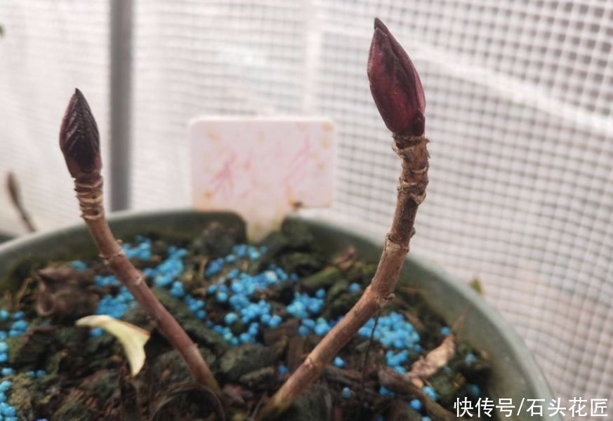 家里有此“4种花”，立春后就得“赶紧”修剪，迟了会影响生长