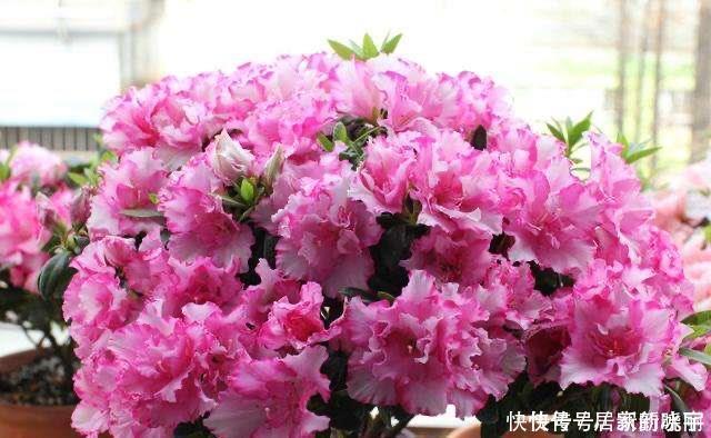 两种漂亮耐寒的花,让阳台不单调,冬季天天赏花,花大色艳