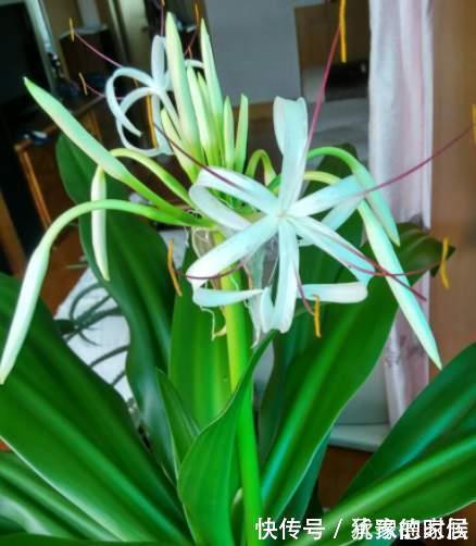 15种花有毒，家里有老人、小孩、孕妇或宠物的，要慎养