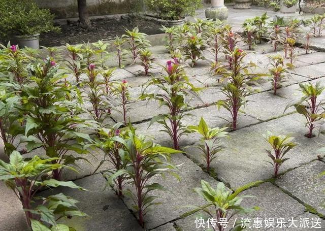 真正的花坚强,墙缝、地缝都能长,开花特别旺!