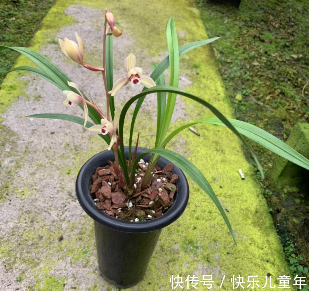 植料|要想兰花来年开花，赶紧此样做，不然就来不及了