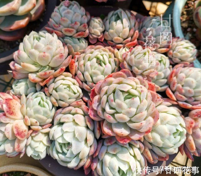 香味|9种多肉颜值高,还自带香味,可谓色香俱全