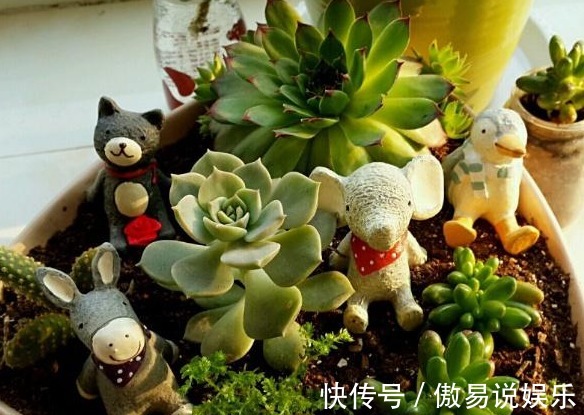 土壤|养花达人透露5种花别买！内藏“猫腻”，老板不会告诉你