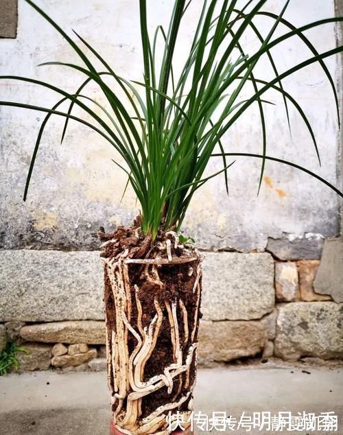 种植兰花为何不用土？原因其实很简单