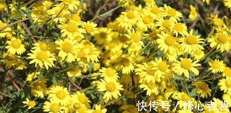 一个字！古诗词中最美的10朵花，《山园小梅》仅排第二，谁独占榜首？