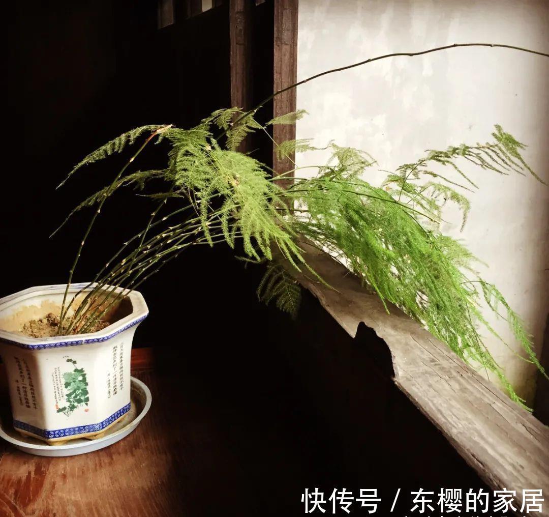 枝叶|勇闯“4关”,文竹盆栽显现盆景效果,新手也能闯到第3关哦!