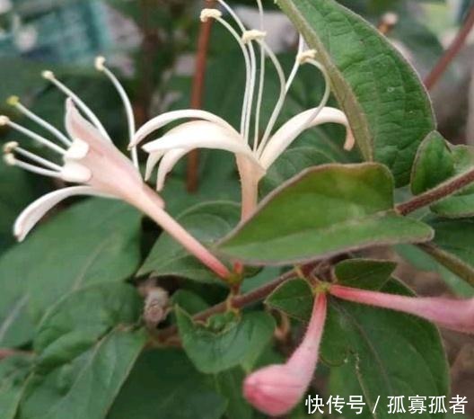 此花去火、解毒、散热,适当食用益处多,家里有阳台要种2棵!