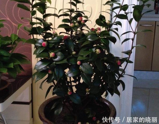 重瓣|两种漂亮耐寒的花,让阳台不单调,冬季天天赏花,花大色艳