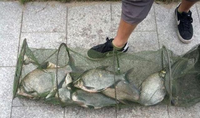 天一热，我只要有这鳊鱼钓法，隔三五天就想钓，切记莫忽视哦