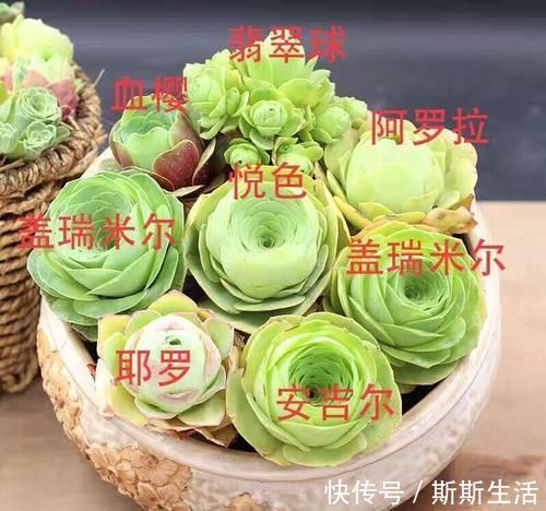 封闭阳台养什么多肉最合适，老花友诚心推荐这12款，省心又漂亮