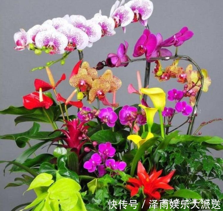 4种花养家里,福旺运旺财更旺,不用费心,就能长的特别好