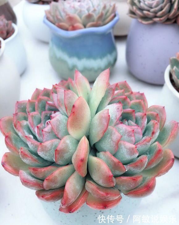 下雨天|新手养多肉,从学会浇水开始,常见的两个问题,要学以致用