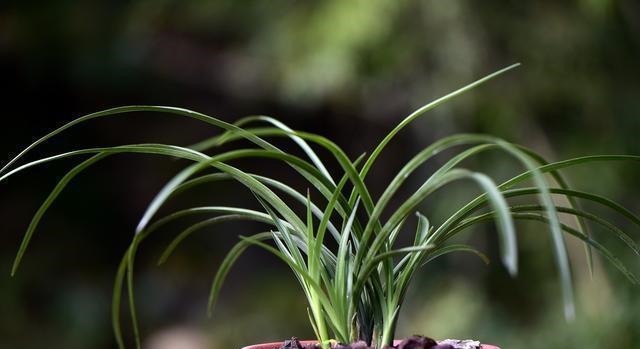 怎么判断兰花缺少氮磷钾?学会这三招,养不好兰花都难