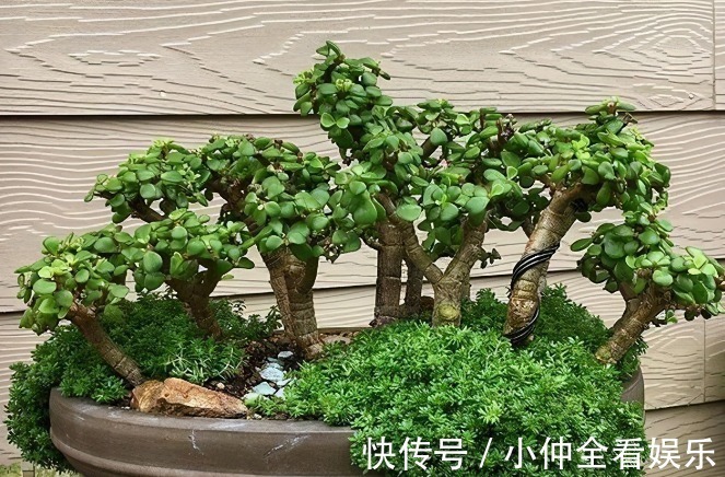 金枝玉叶老掉叶，想成老桩是奢望？那是因为你不知道它有“四怕”