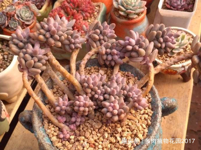 肥厚|想要婴儿手指叶片多又胖,你得这样养护