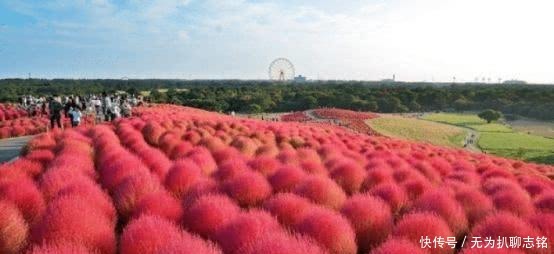 在中国被做成扫把的植物,到了日本却视为宝贝,成了观赏性植物