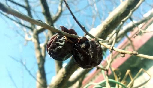 常吃|别看它样子丑, 却是子宫的“暖宝贴”, 女人常吃, 摆脱宫寒气色好