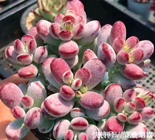 白菊|多肉达人给你推荐几款多肉,便宜好养容易出状态,适合新手!